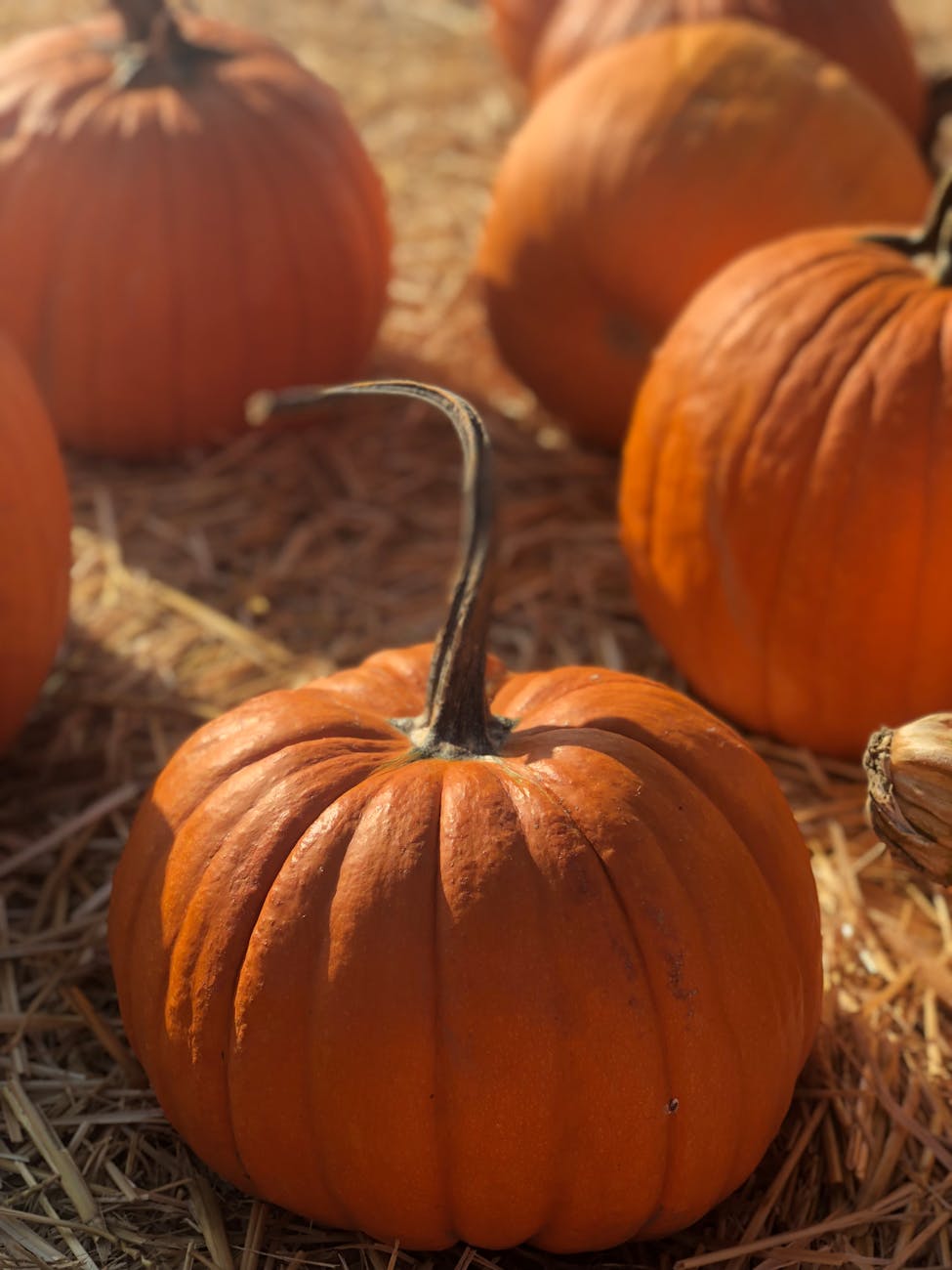 Boston Harbor Pumpkin Patch Playdate